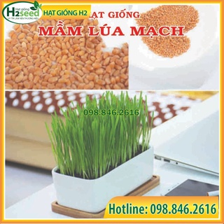 Gói 1kg Hạt giống mầm lúa mỳ , mầm lúa mạch giàu dinh dưỡng giúp giảm stress, giảm cân, tăng sức đề kháng