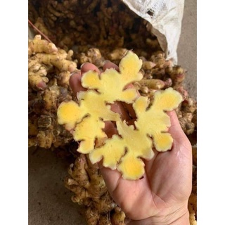 Gừng sẻ tươi kỳ sơn nghệ an 1kg