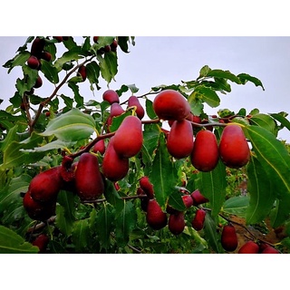 Táo Đỏ Hữu Cơ Green Nature 500g