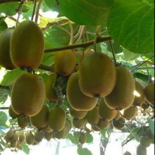 Cây giống kiwi