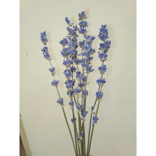 Hoa lavender khô - Oải hương 2k/1 cành