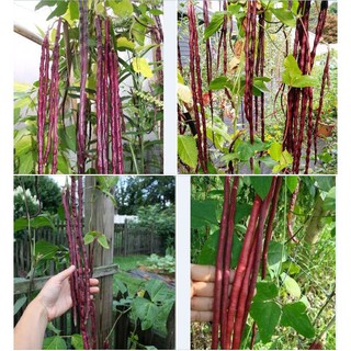 Hạt giống đậu đũa đỏ mỹ F1 - 1 gói 3gram