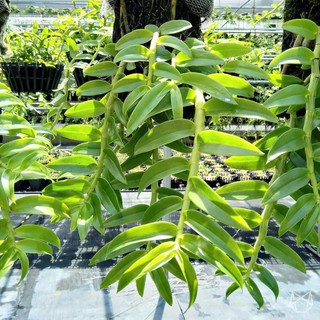 1 bảng (1 chậu) lan long tu lào rừng tây bắc hàng thuần siêu to, hoa siêu đẹp