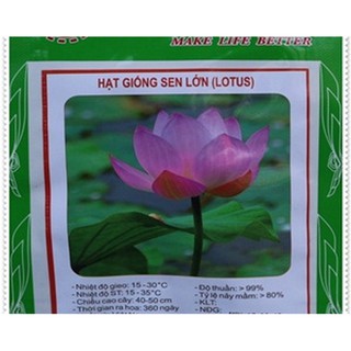10 Hạt giống hoa sen Hồ tây (Hoa sen ta)