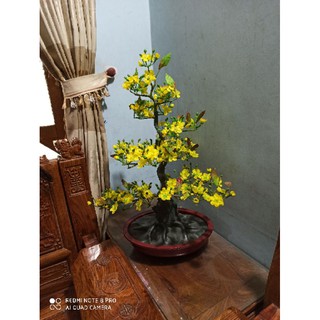 Cây mai vàng đón tết