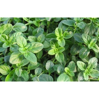 Cỏ xạ hương (Thyme)