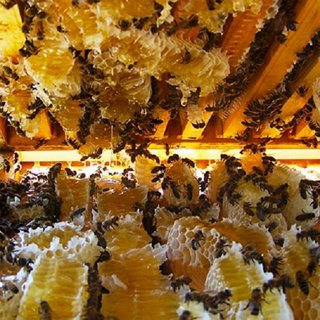 Mật ong nguyên chất 330ml loại hoa Cafe Tây Nguyên