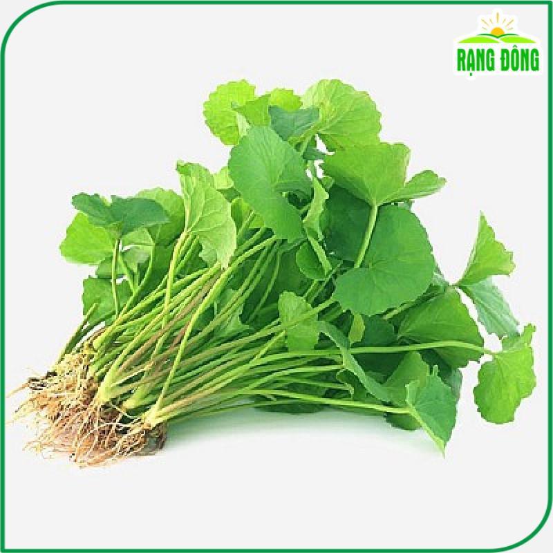 Hạt giống Rau Má Lá Nhỏ Trồng Quanh Năm, Thu Hoạch Nhiều Lần (gói 1 gram) - Hạt giống Rạng Đông