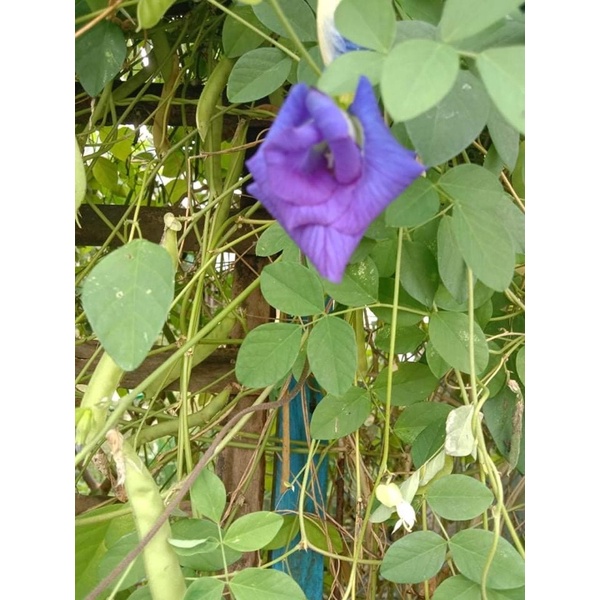 trái đậu biếc giống (1trái,7-12hạt)