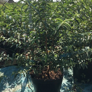 Cây ổi lá kim 2 năm tuổi