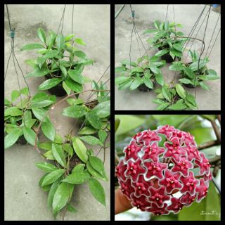 giò hoa lan cẩm cù đỏ, lá tim, cây đã thuần chậu