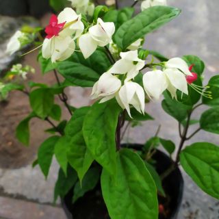 Cây Hoa Ngọc Nữ