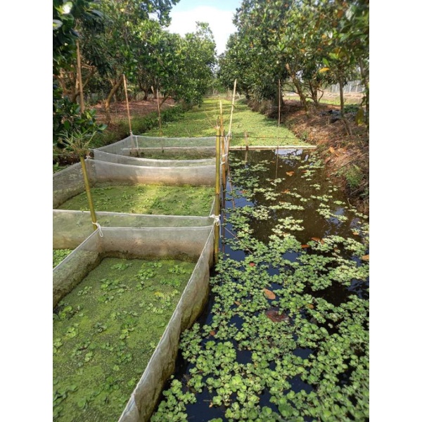 Tráng lưới nuôi ốc , ếch cá 3x2x1 ( Máy 2 đường chỉ )