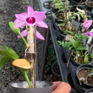 Lan trầm tím