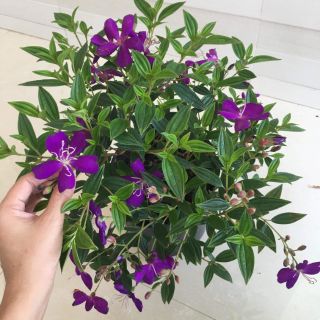 Hoa Sim tím.... đang hoa