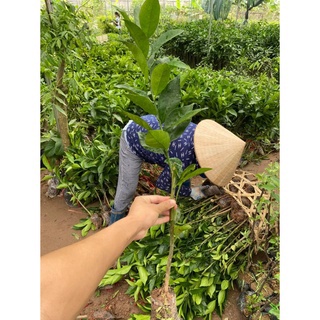 Cây Cam Đường Canh Siêu Ngọt