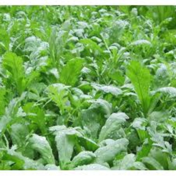 Gói 10gr hạt giống hoa cải cúc