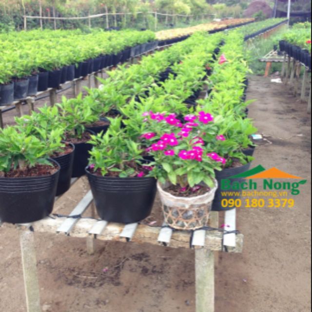 Combo 100 Chậu Nhựa C8