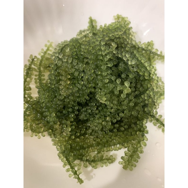 💥25g NỞ RA 70g💥Rong Nho Tách Nước KHÁNH HÒA - NHA TRANG - NỞ GẤP 3 LẦN Xuất Khẩu- Công Nghệ Tách Nước Tiêu Chuẩn Nhật | BigBuy360 - bigbuy360.vn