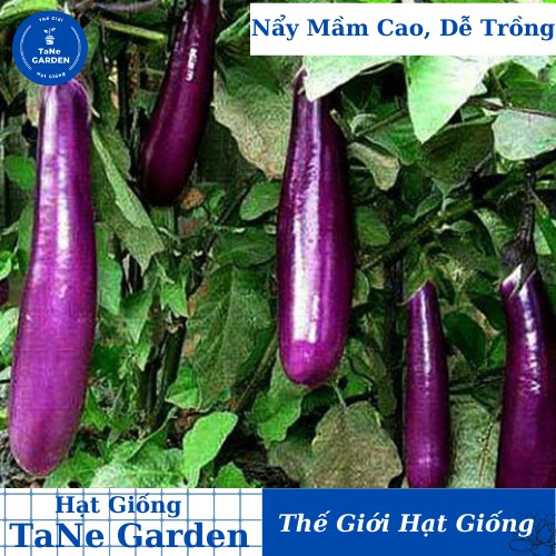 0.5G Hạt Giống Cà Tím Trái Dài - TaNe Garden