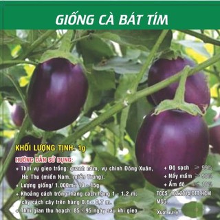 Hạt Giống Cà Bát Tím Sai Trái 1gr