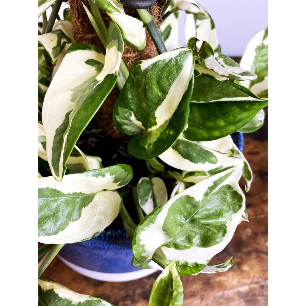 Cây giống Epipremnum aureum Snow Queen (Trầu Bà Snow Queen, Trầu Bà Nữ Hoàng Tuyết) 1 lá chậu nhựa