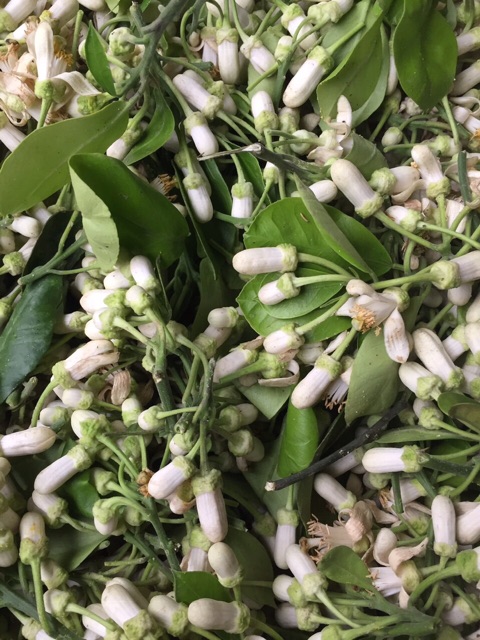 Thảo dược gội đầu bồ kết (túi lọc) | BigBuy360 - bigbuy360.vn