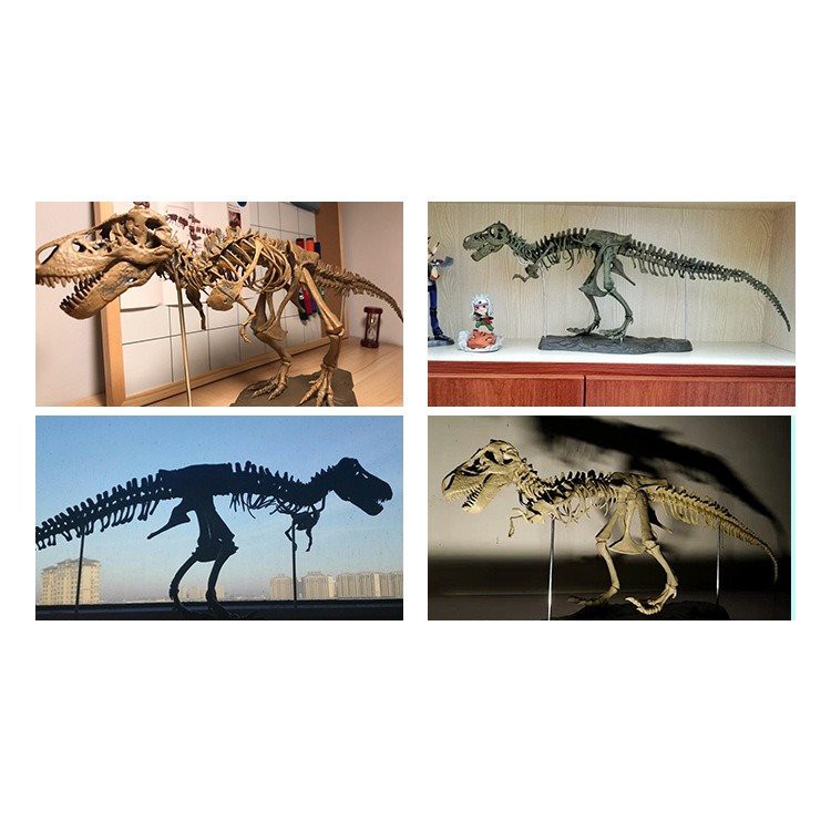 LẮP RÁP MÔ HÌNH XƯƠNG KHỦNG LONG T-REX (4D ASSEMBLED TRIANGLE DRAGON FOSSIL DINOSAUR SKELETON MODEL)