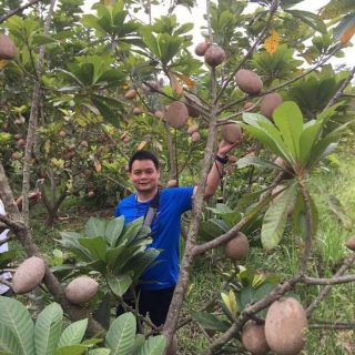 Cây giống hồng xiêm ruột đỏ khổng lồ