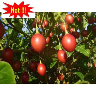 Hạt Giống Cà Chua Thân Gỗ - 10 Hạt