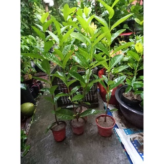 Mẫu đơn mỹ vàng nghệ