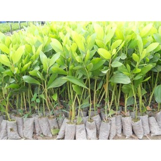 Cây tràm - keo lá tràm giống (30 cây/gói)