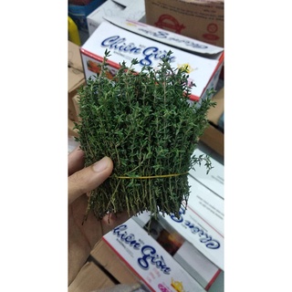 Fresh thyme lá thyme tươi 10g/50g