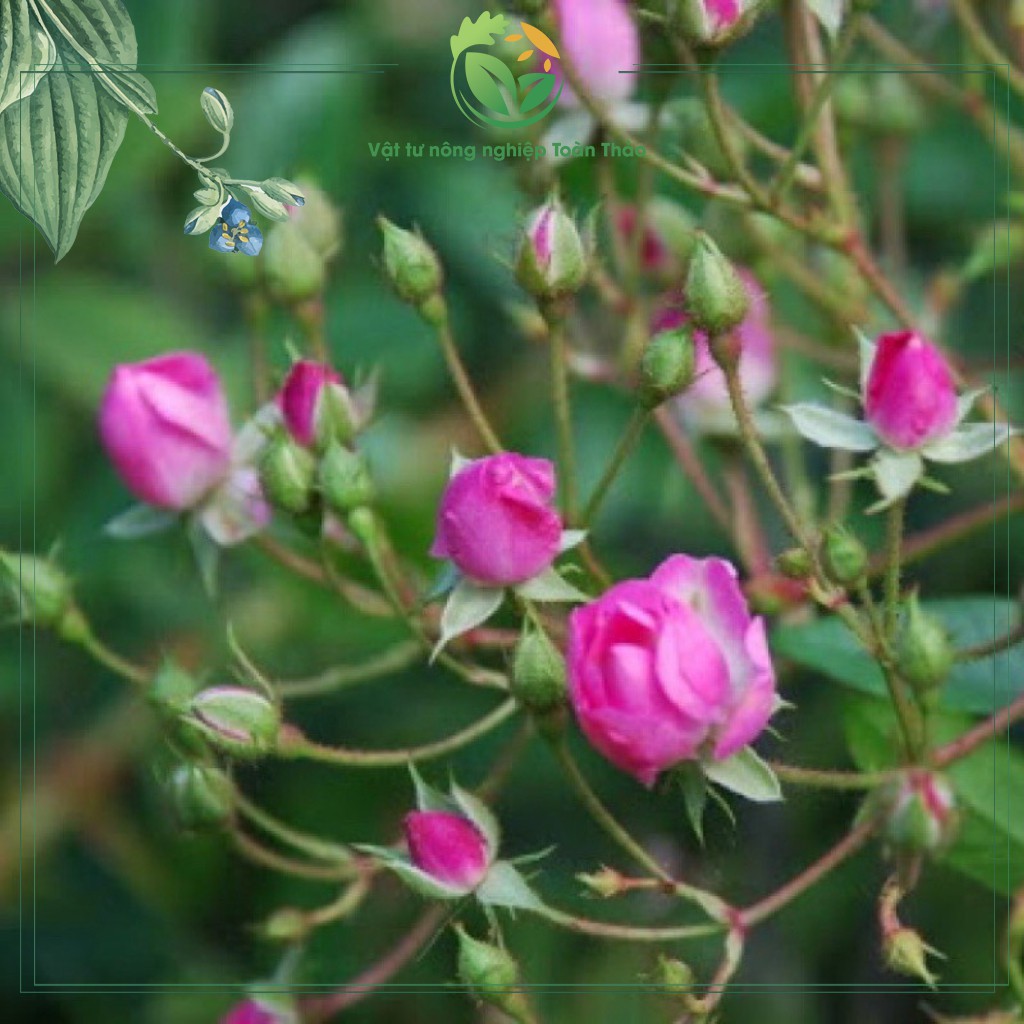 Combo 5 gói phân bón Micro-Green 16-31-16 Giúp Tạo Mầm Hoa Cực Mạnh, Thúc Đẩy Ra Hoa Đồng Loạt Gói 10 Gram