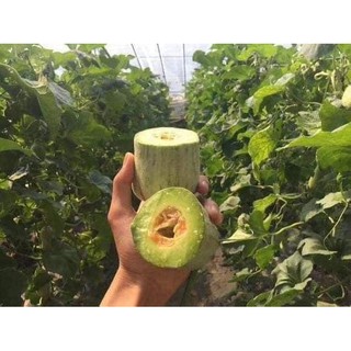 HẠT GIỐNG DƯA LÊ CHUỐI
