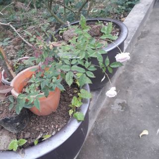 Combo 03 cây giống Hồng đào cổ