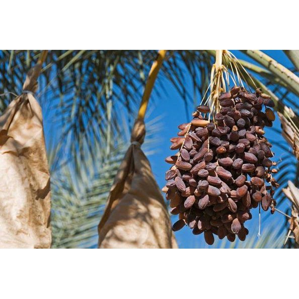 Hàng Air Cao Cấp - Chà Là Nguyên Cành Sấy Dẻo Dates Sanwan Tunisia 500gr Giảm Căng Thẳng, Đẹp Da