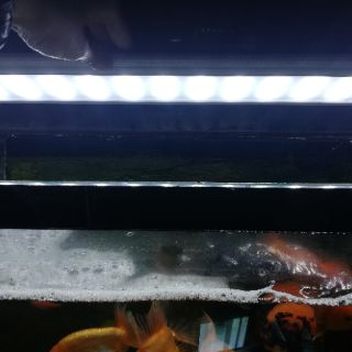 Đèn led trắng 3 hàng bóng cho hồ cá