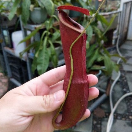 cây nắp ấm N. Mirabilis red indo