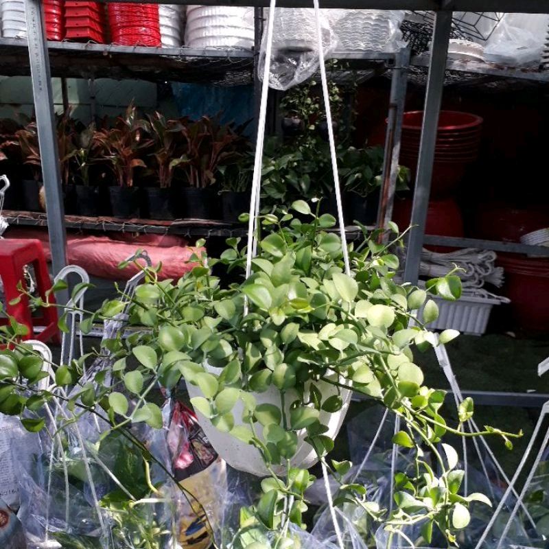 Cây đô la chậu  treo
