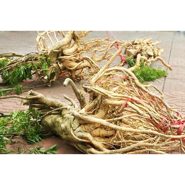 Rể đinh lăng nguyên củ