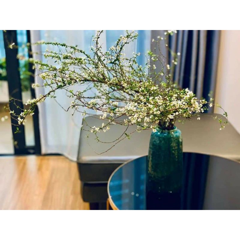 Hoa tuyết mai hoa tết