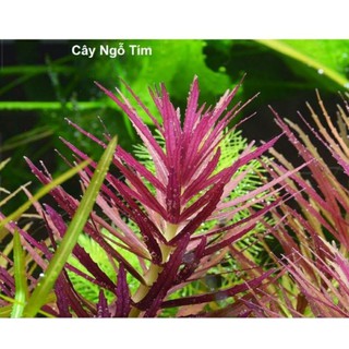 cây thủy sinh ngỗ tím - dễ trồng