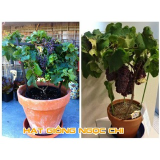 Hạt Giống Cây Nho Lùn - 10 Hạt