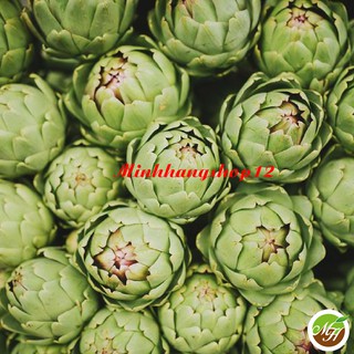 4 Hạt Giống Hoa Atiso Xanh Tặng Kèm Kích Mầm