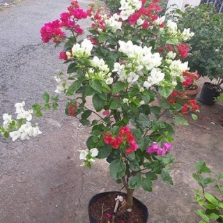 HOA GIẤY NGŨ SẮC ĐẶC BIỆT (ảnh cuối )