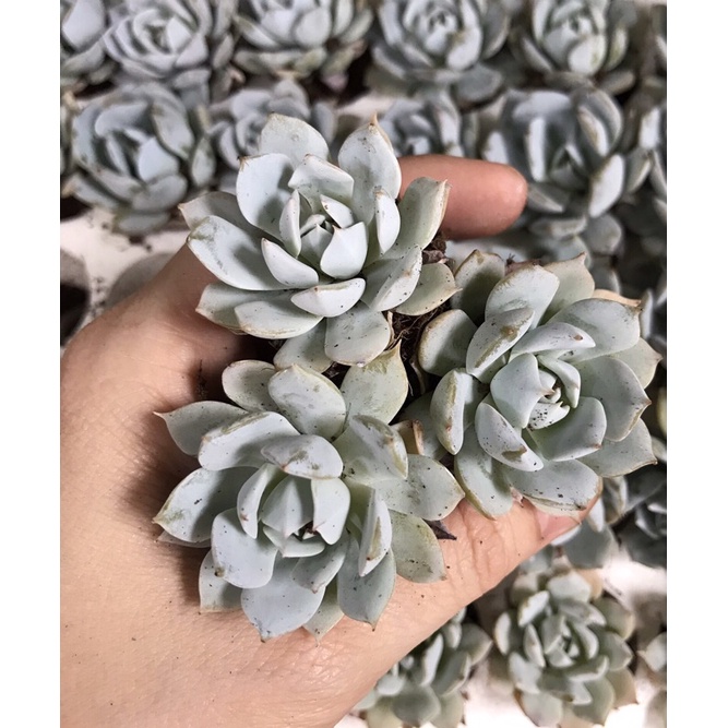 sen đá Ngọc Trinh size vĩ - sen đá Đà Lạt giá rẻ