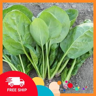 10g hạt giống cải bó xôi khuyến mại trong ngay