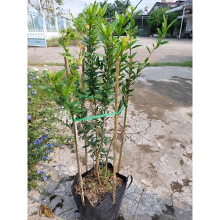 Giống cây lựu đỏ cây lớn