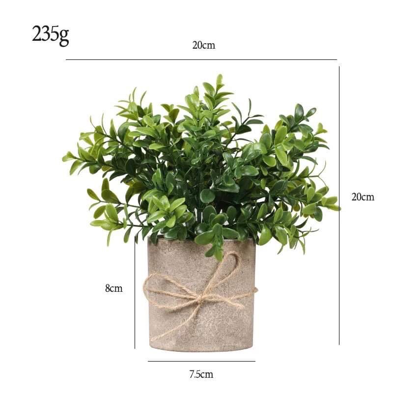 Cây để bàn decor